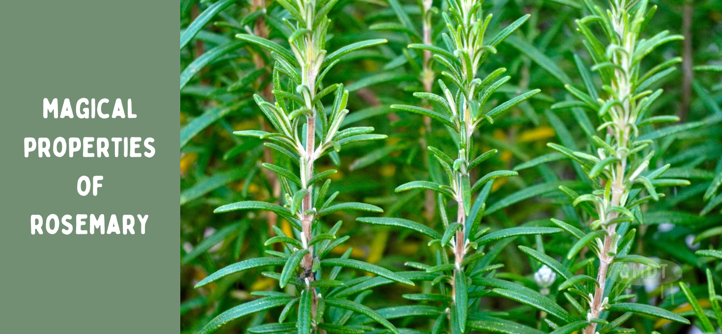 The Magical Properties of Rosemary