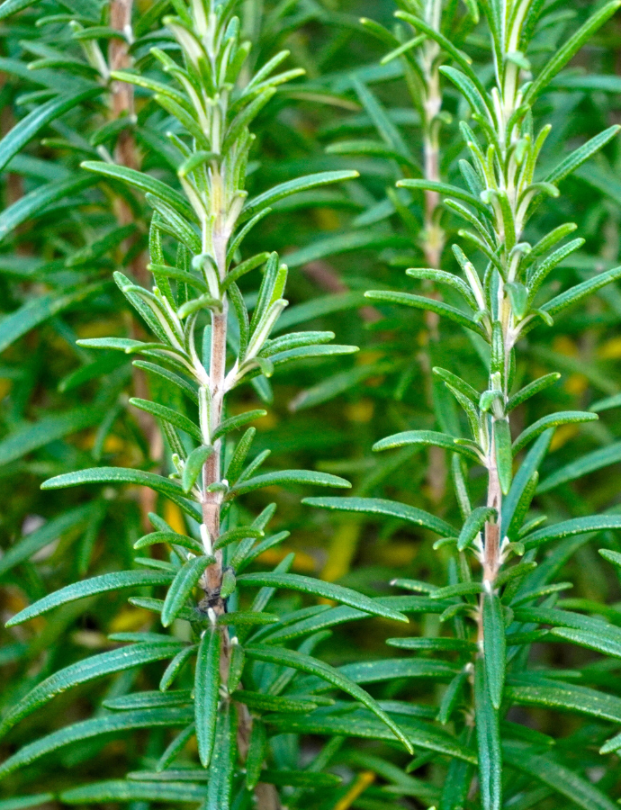 The Magical Properties of Rosemary